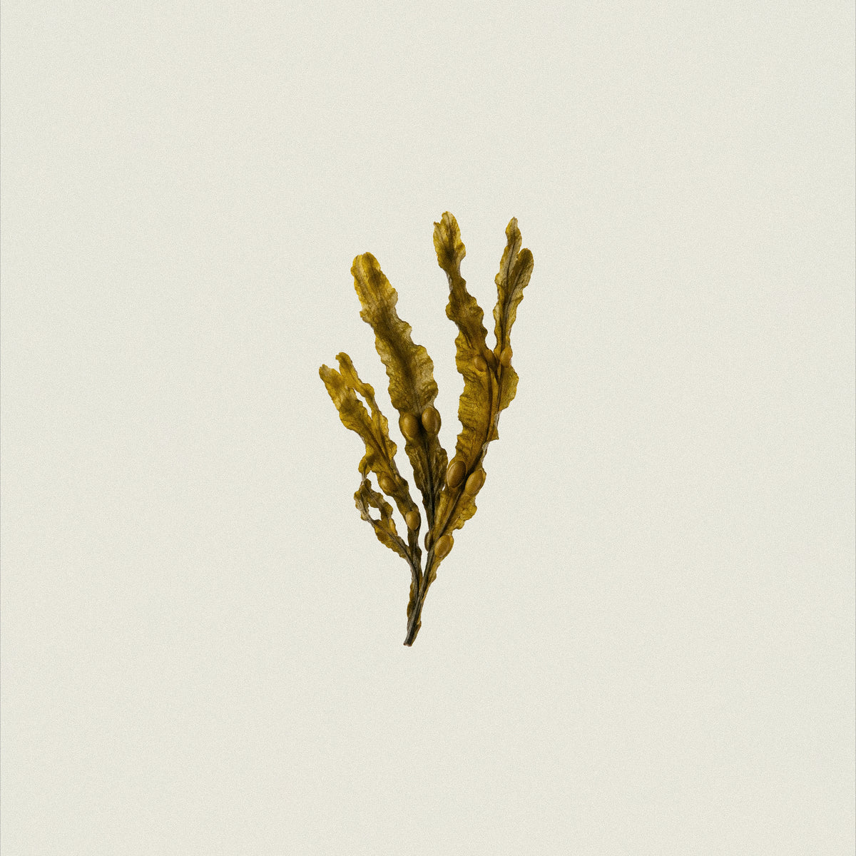 Iodine