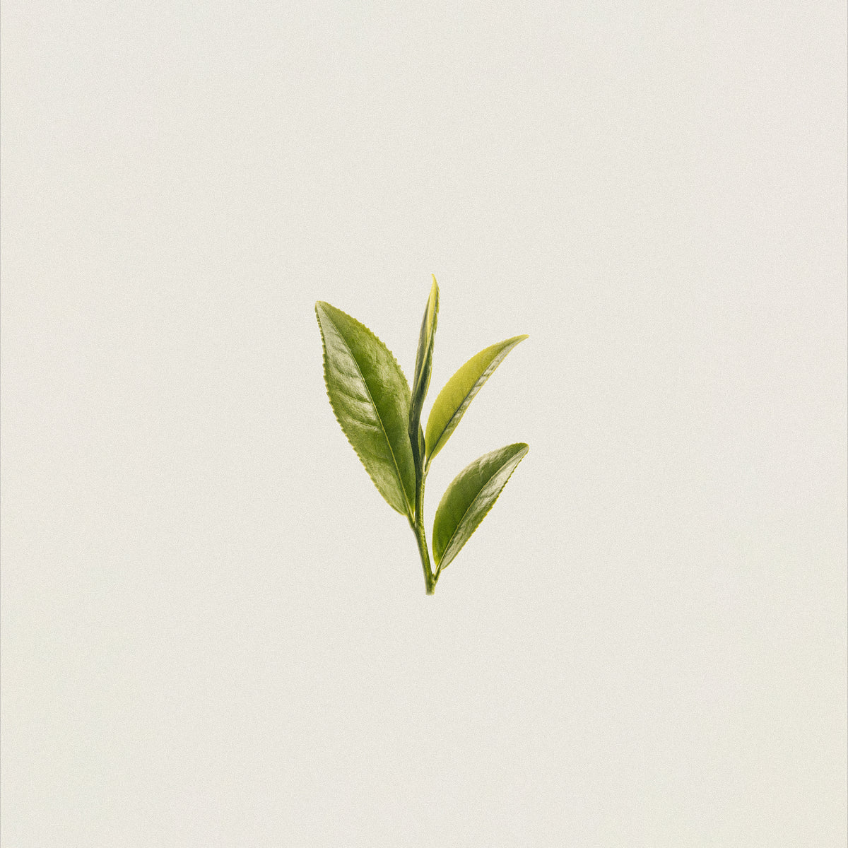Green Tea (decaffeinated)