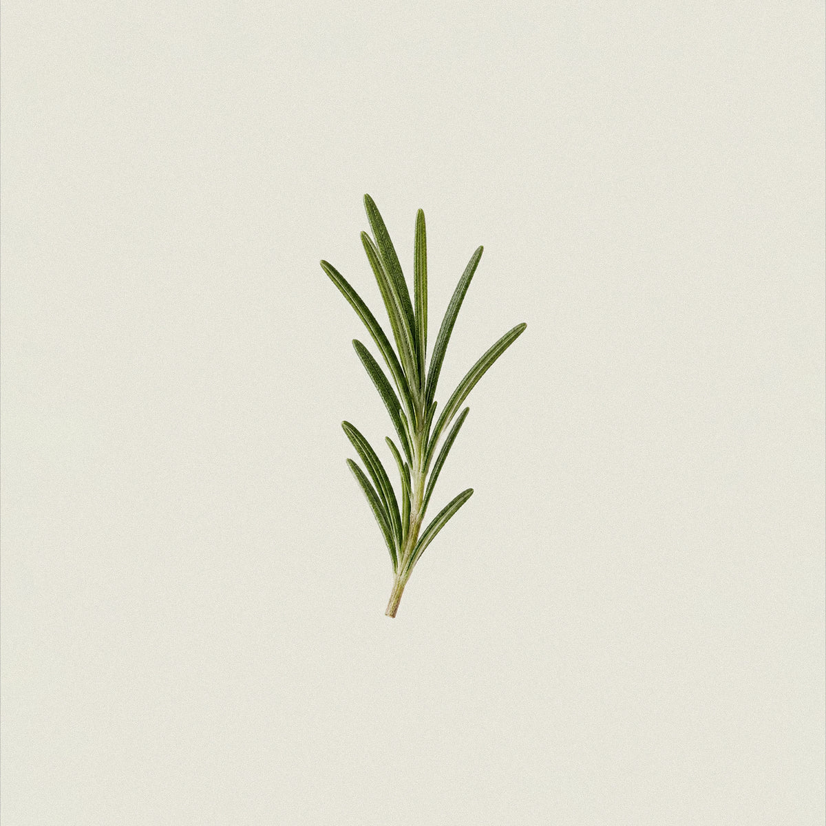 Rosemary